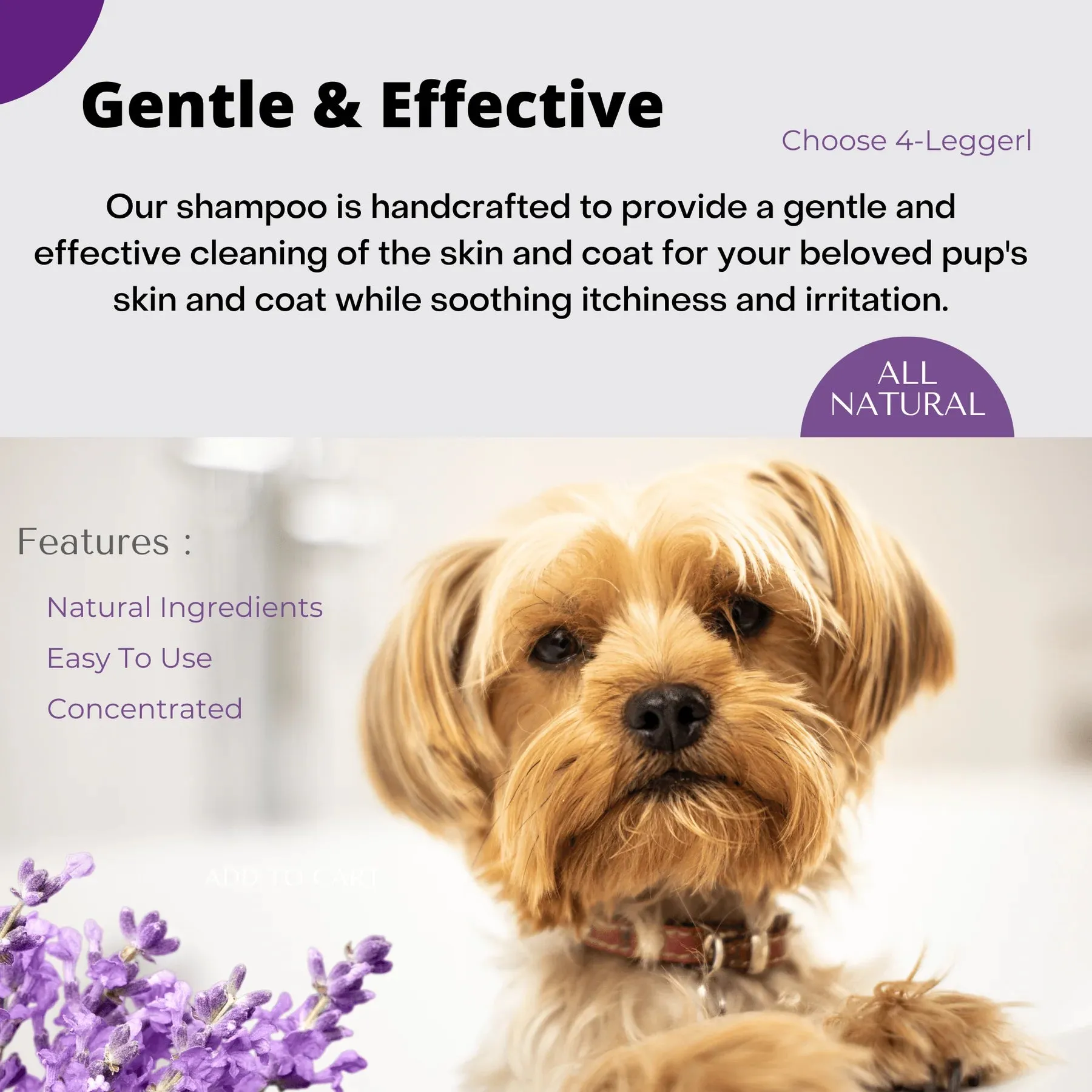 CALM Organic Lavender Dog Shampoo with Calendula and St. John's Wort