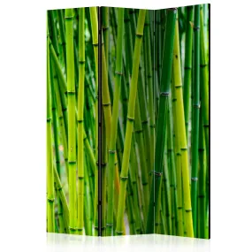 Paravento Bamboo Forest [Room Dividers]