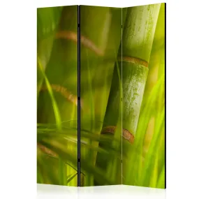 Paravento bamboo nature zen [Room Dividers]